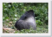 12SabyinyoGroup - 25 * Silverback Guhonda.